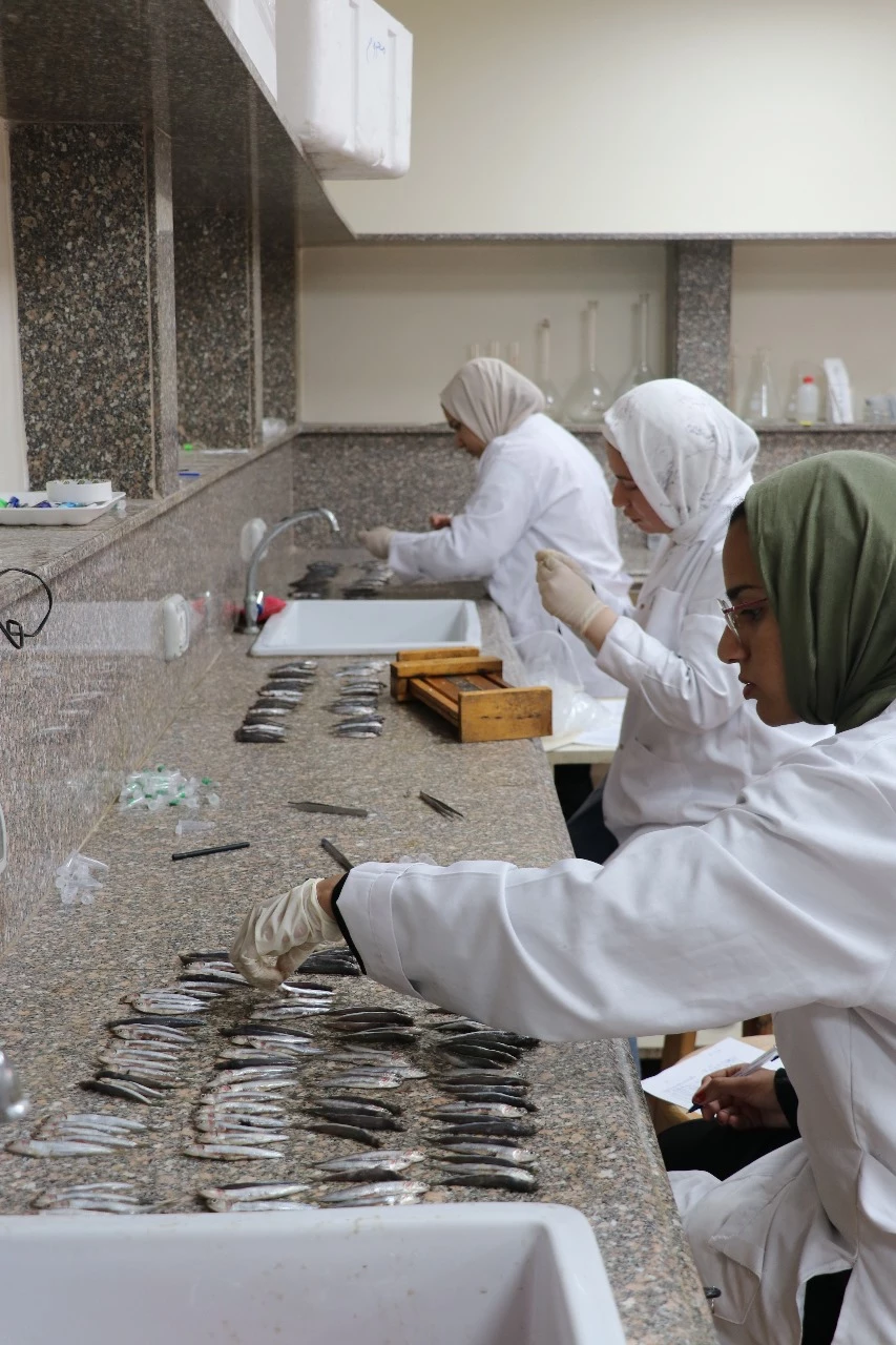 Data collection of the priority species in the Egyptian Mediterranean waters as part of the MEDSEA4FISH project